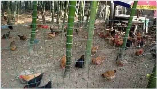 肉鸡养殖的优势 | 生活常识