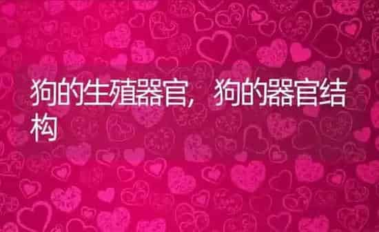 狗的生殖器官,狗的器官结构 | 养殖科普