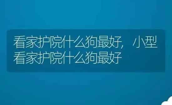 看家护院什么狗最好,小型看家护院什么狗最好 | 养殖科普