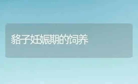 貉子妊娠期的饲养 | 养殖技术大全