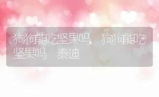 狗狗能吃坚果吗,狗狗能吃坚果吗 泰迪 | 养殖科普