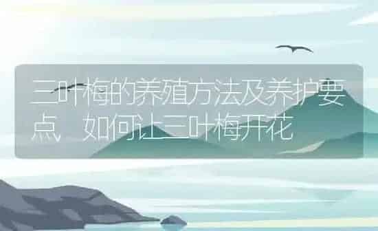 三叶梅的养殖方法及养护要点,如何让三叶梅开花 | 养殖学堂