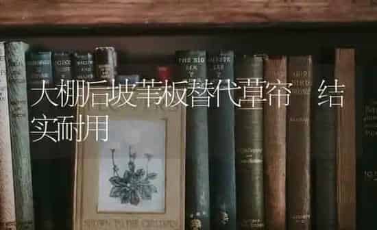 大棚后坡苇板替代草帘 结实耐用 | 养殖知识