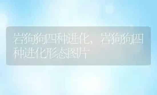 岩狗狗四种进化,岩狗狗四种进化形态图片 | 养殖科普
