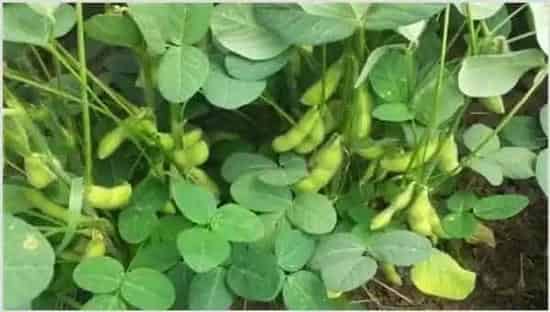 毛豆的高产栽培技术 | 实用知识