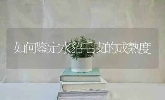 如何鉴定水貂毛皮的成熟度 | 养殖技术大全