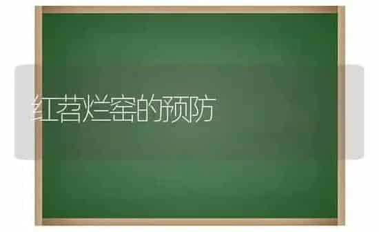 红苕烂窑的预防 | 养殖技术大全