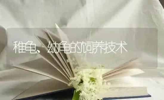 稚龟、幼龟的饲养技术 | 养殖技术大全
