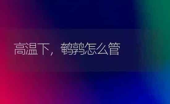 高温下,鹌鹑怎么管 | 养殖技术大全