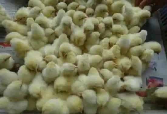 怎么挑选蛋鸡苗 | 妙招大全