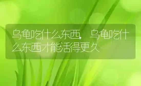 乌龟吃什么东西,乌龟吃什么东西才能活得更久 | 养殖资料