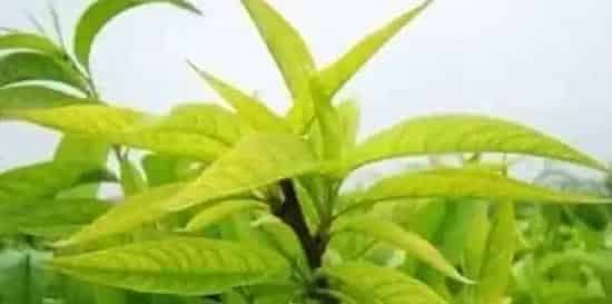 桃树叶片发黄的原因及防治措施 | 农广天地