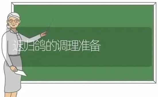 迟归鸽的调理准备 | 养殖知识