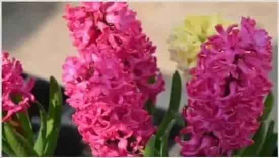 如何延长风信子花期 | 实用知识