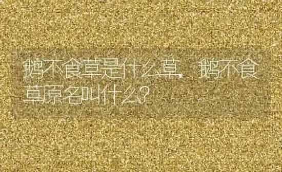 鹅不食草是什么草,鹅不食草原名叫什么? | 养殖科普