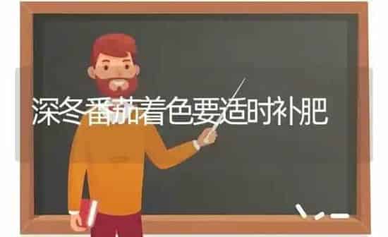 深冬番茄着色要适时补肥 | 养殖知识