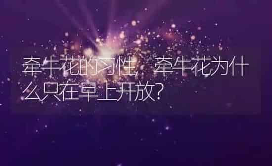 牵牛花的习性,牵牛花为什么只在早上开放？ | 养殖科普