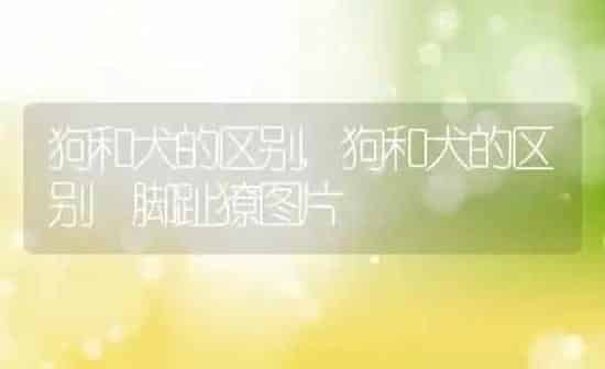 狗和犬的区别,狗和犬的区别 脚趾獠图片 | 养殖科普