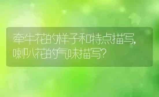 牵牛花的样子和特点描写,喇叭花的气味描写? | 养殖科普