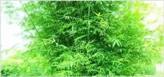 早园竹和青竹区别 | 妙招大全