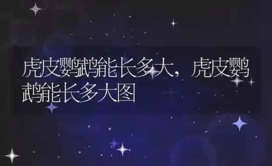 虎皮鹦鹉能长多大,虎皮鹦鹉能长多大图 | 养殖资料