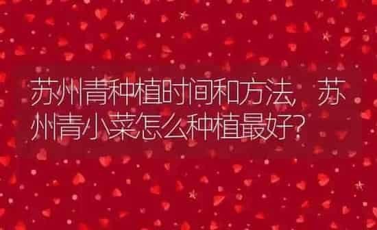 什么狗最好养,什么狗最好养又听话又干净 | 养殖科普