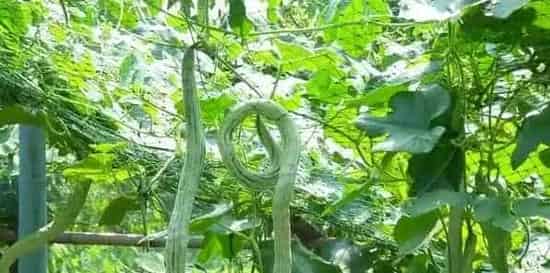 高产蛇瓜需要掌握的种植方法有哪些？ | 农广天地