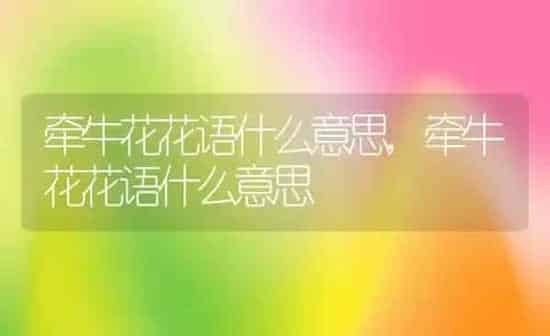 牵牛花花语什么意思,牵牛花花语什么意思 | 养殖科普