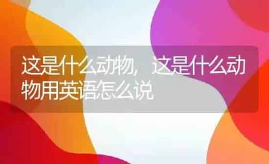 这是什么动物,这是什么动物用英语怎么说 | 养殖资料