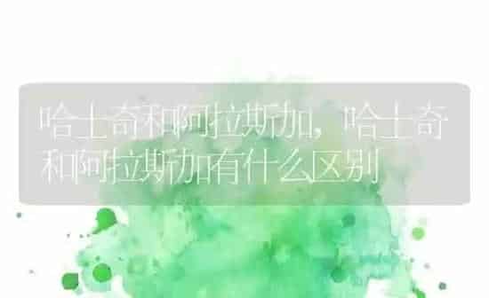 哈士奇和阿拉斯加,哈士奇和阿拉斯加有什么区别 | 养殖科普
