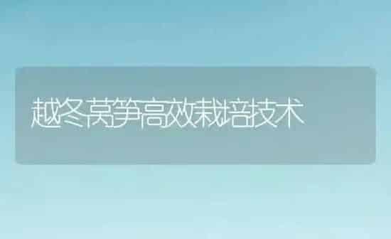 越冬莴笋高效栽培技术 | 养殖知识