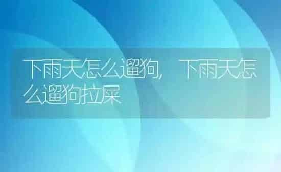 下雨天怎么遛狗,下雨天怎么遛狗拉屎 | 养殖科普