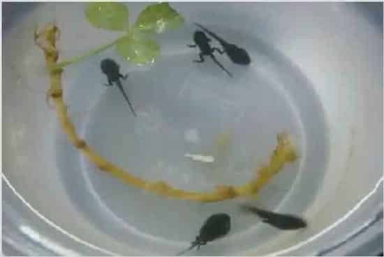 蝌蚪卵在什么条件下孵化 | 妙招大全