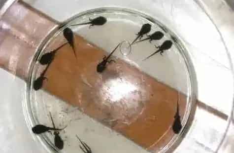 蝌蚪卵在什么条件下孵化 | 妙招大全