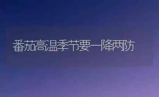 番茄高温季节要一降两防 | 养殖知识