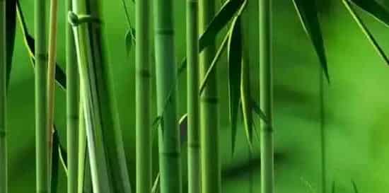 早园竹和青竹区别 | 妙招大全