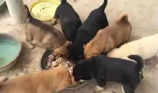 肉狗养殖利润是多少 | 三农知识