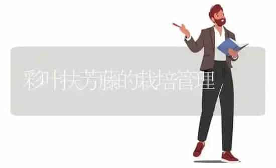 彩叶扶芳藤的栽培管理 | 养殖知识