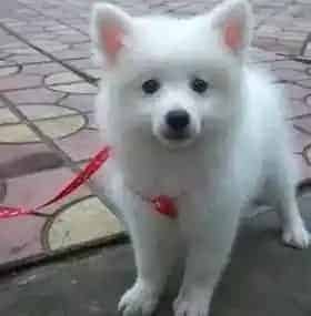 银狐犬|禁止给银狐犬剩饭剩菜吃