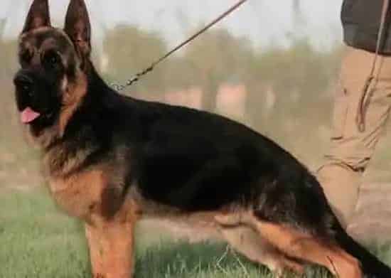 德国牧羊犬|如何正确纠正德国牧羊犬扑人的习惯