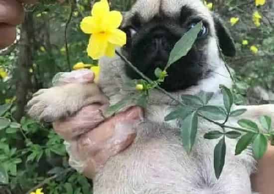 巴哥犬|巴哥犬老在自己窝里大小便怎么训练