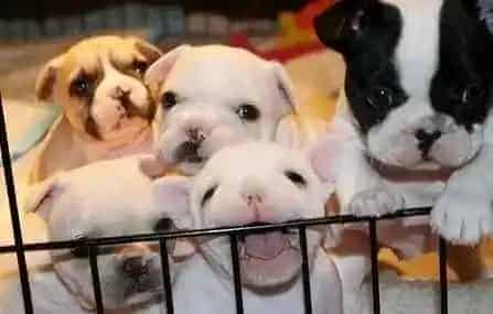 英国斗牛犬|选购一点通 轻轻松松给斗牛犬选购到合适的牵引绳