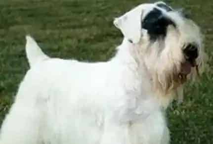 西里汉梗如何训练 幼犬易接受训练 | 西里汉梗