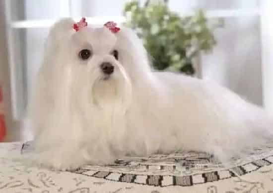 马尔济斯|马尔济斯犬必备生活用品大全