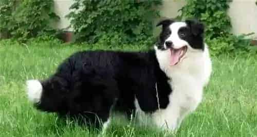 边境牧羊犬厉害不 边境牧羊犬是很顺从的狗狗 | 边境牧羊犬