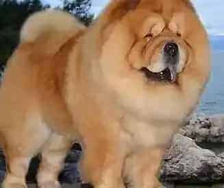松狮犬|训练有素之科学给松狮犬佩戴牵引绳