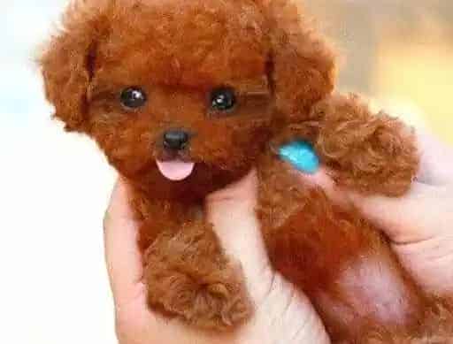泰迪犬|泰迪犬在成长过程中不可以吃哪些东西