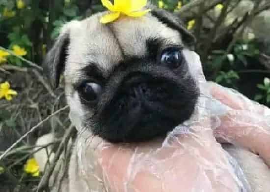 巴哥犬|巴哥犬老在自己窝里大小便怎么训练