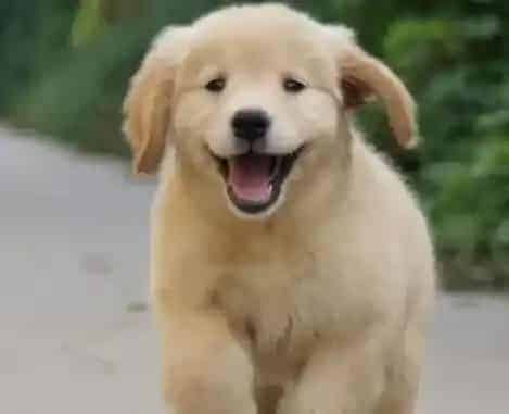 金毛|什么时候让金毛犬交配最合适以及交配的步骤