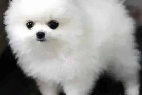 博美犬|博美犬打完疫苗之后就开始呕吐正常吗